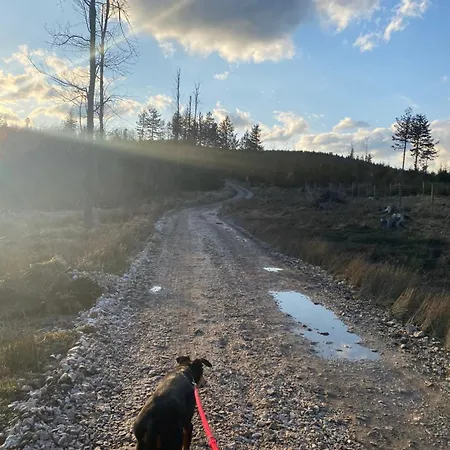 Arnika Lądek-Zdrój