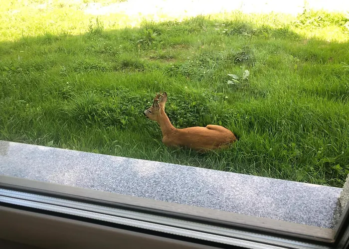 Apartment Arnika Ladek-Zdroj